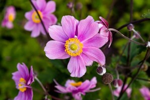 Bloemetje Floriade